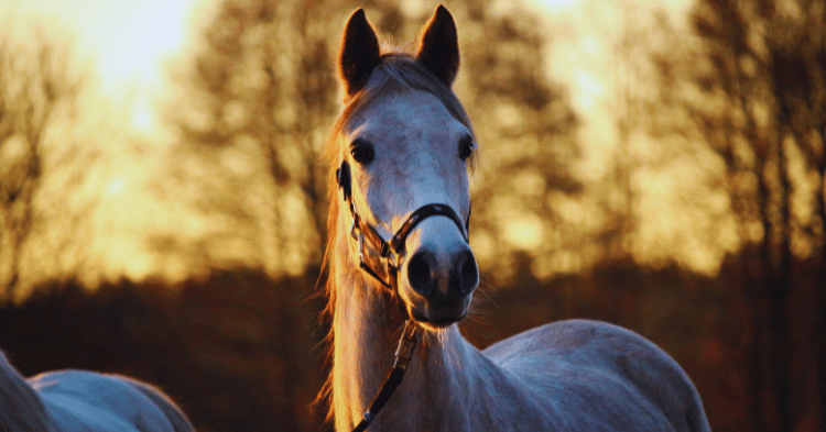 The Role of Mustaches in Horses