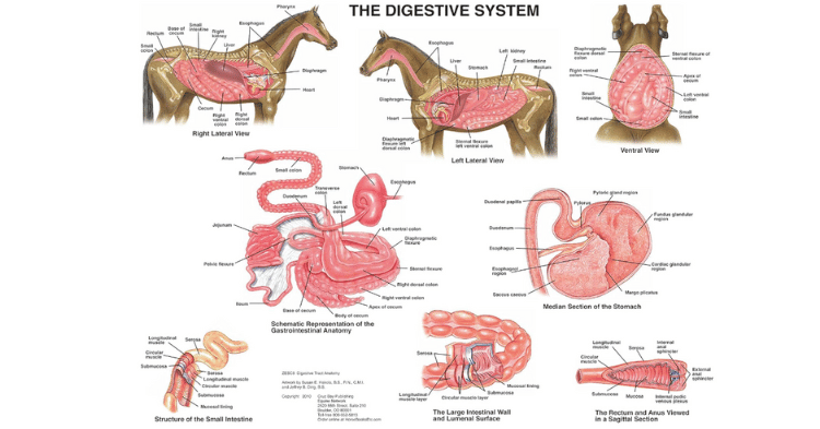 The Unique Anatomy of Horses