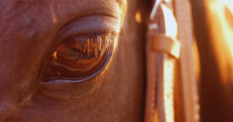 The Visual World of Horses