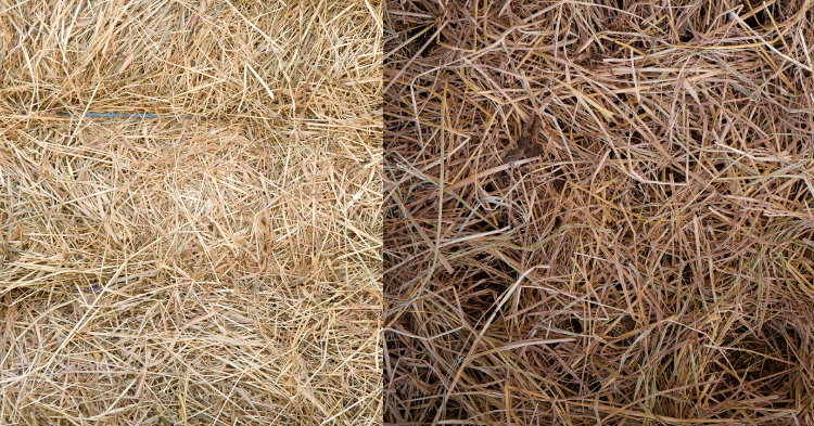 Types of Hay: Grass vs. Legume