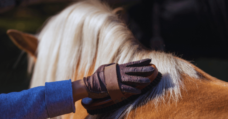 Types of Horse Hair