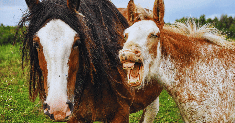 Types of Horse Teeth