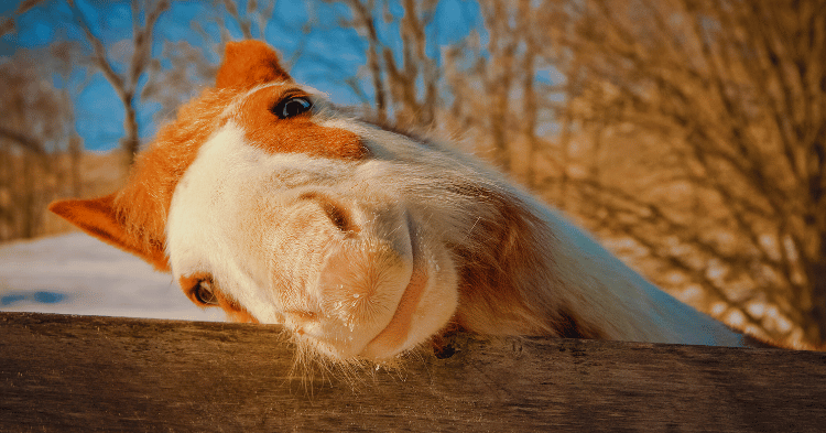 Uncommon Instances of Meat Consumption