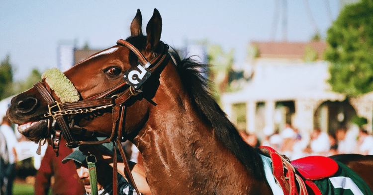 Understanding Horse Behavior