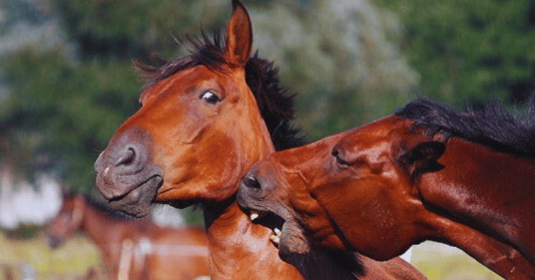 Understanding Horse Bites