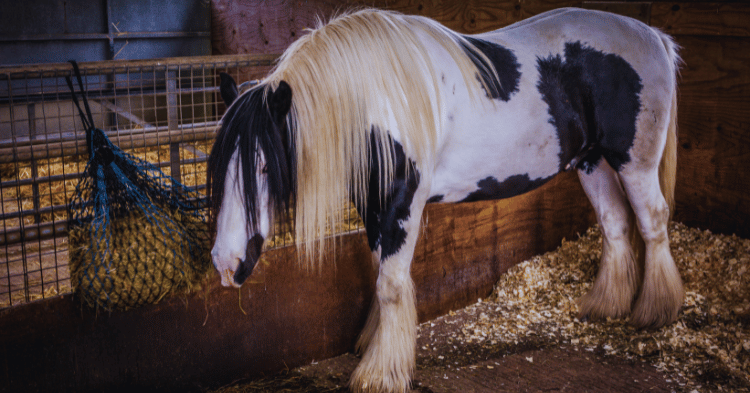 Understanding Horse Diet