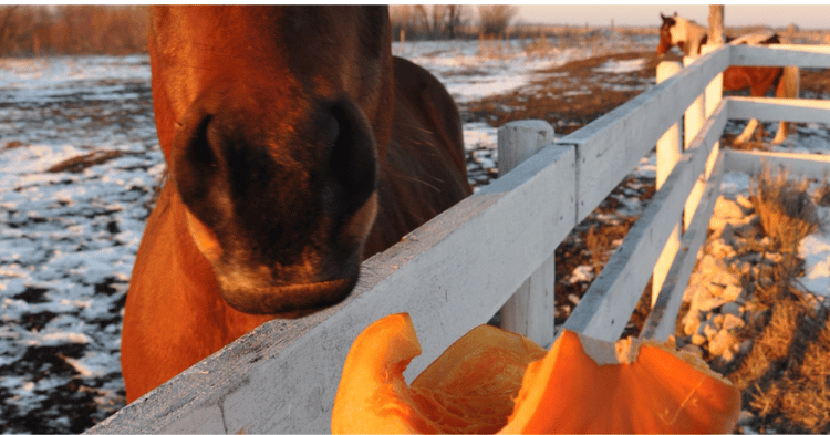 Understanding Horse Diet