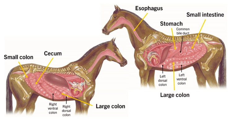 Understanding Horse Digestion