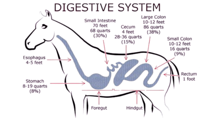 Understanding Horse Digestion