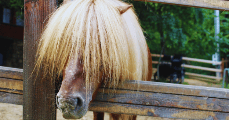 Understanding Horse Hair