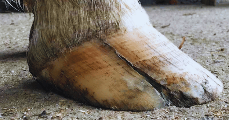 Understanding Horse Hoof Growth