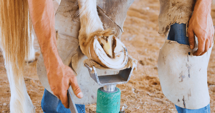 Understanding Horse Hooves