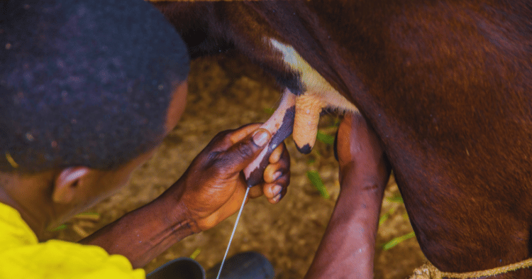 Understanding Horse Milk