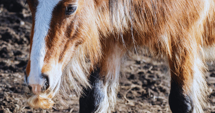 Understanding Horse Mustaches