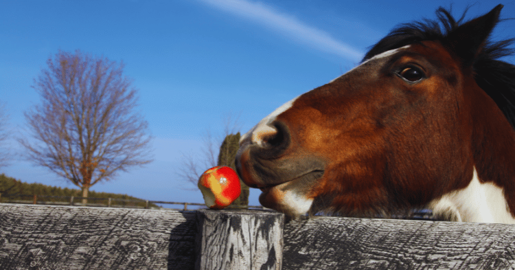 Understanding Horse Nutrition