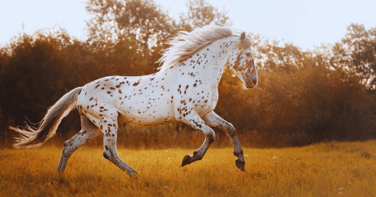 Understanding Horse Psychology