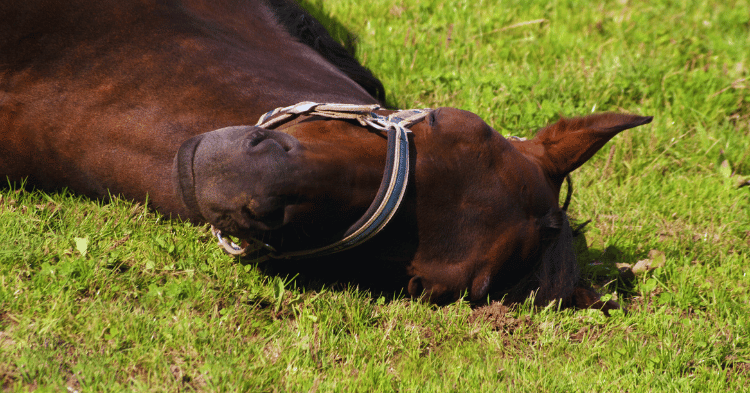 Understanding Horse Sleep Habits