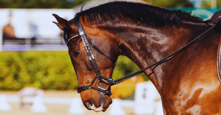 Understanding Horse Sleep Patterns