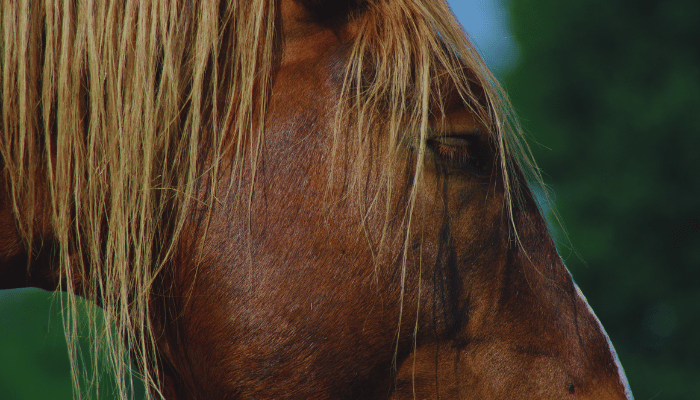 Understanding Horse Sleep Patterns