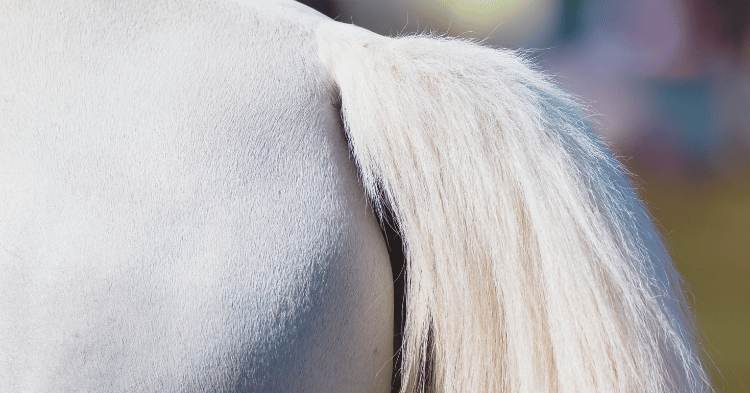 Understanding Horse Tails