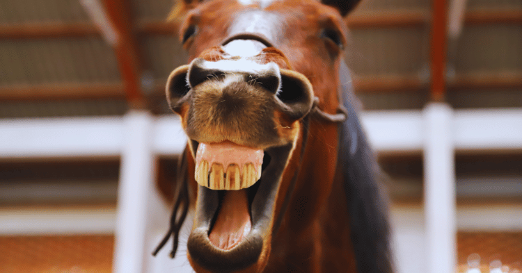 Understanding Horse Teeth