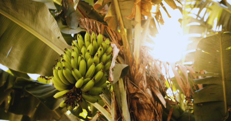 Understanding Horses and Bananas