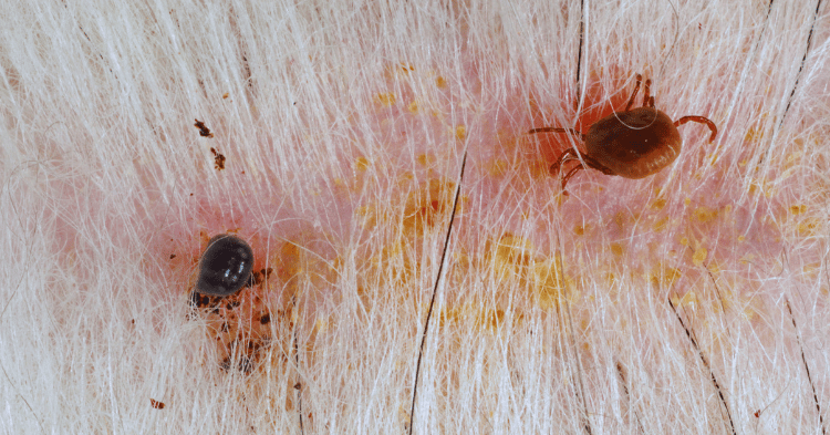 Understanding Tick Exposure in Horses