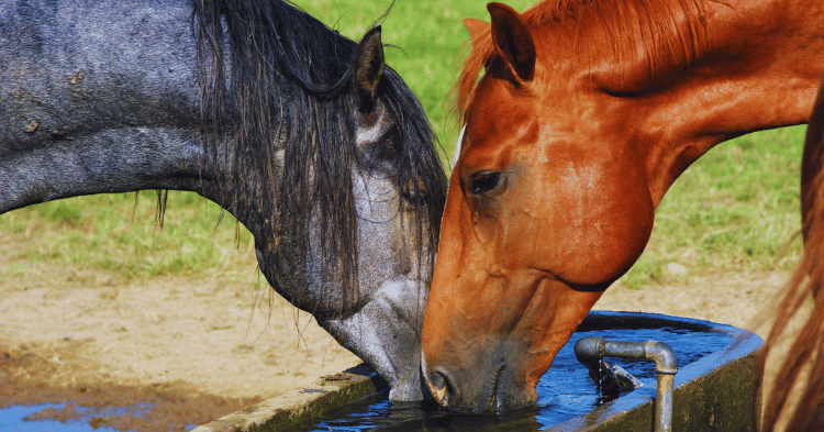 Water Requirements for Horses