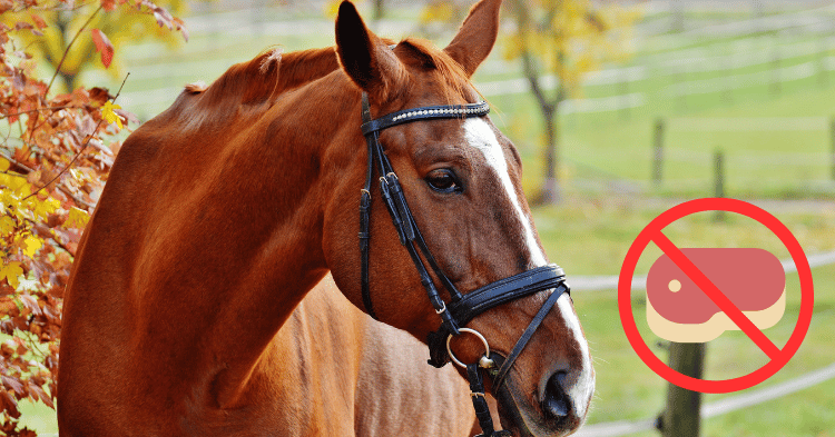 Why Horses Should Avoid Meat