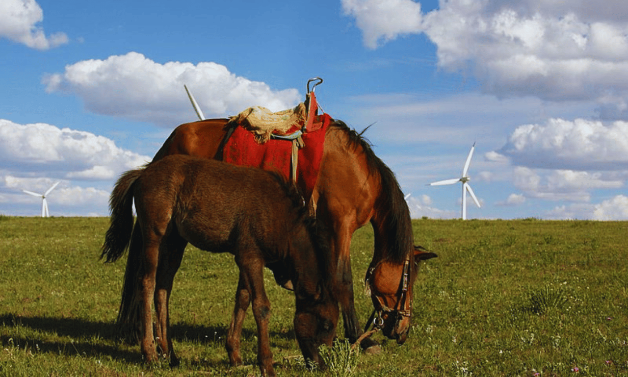 Abaga Horse Breed Profile