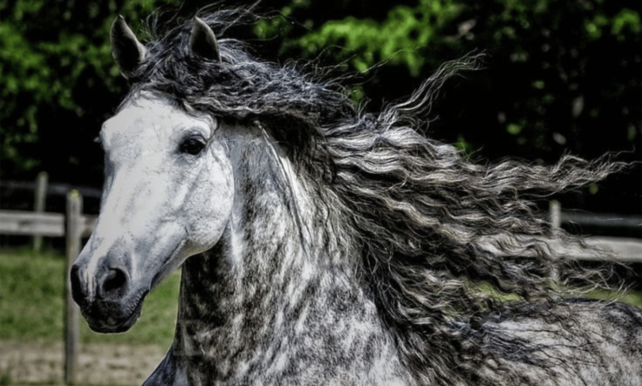 Andalusian Horse