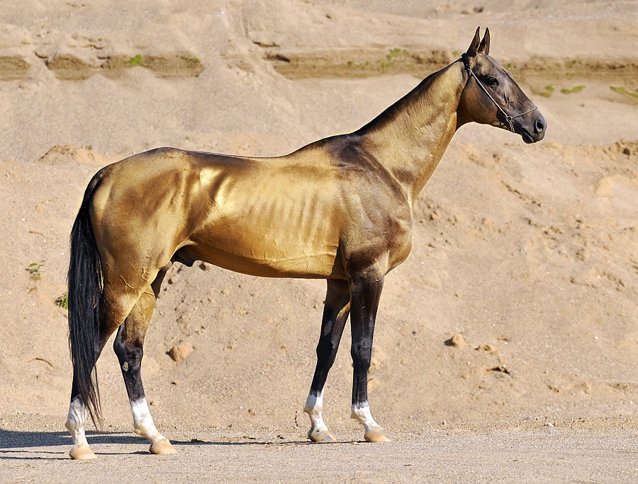 Akhal-Teke Horse Breed