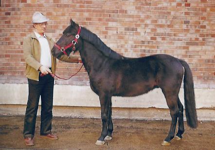 Arenberg-Nordkirchen Horse : History