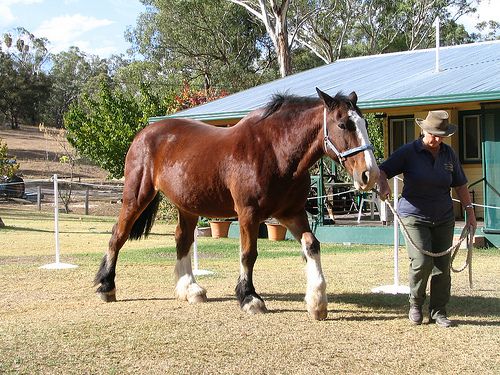 Australian Draught Breed Profile