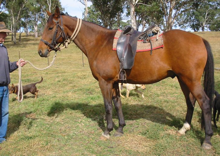 Australian Stock Horse : History