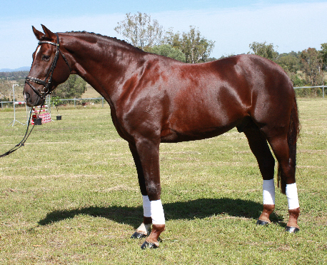 Austrian Warmblood : History, Facts