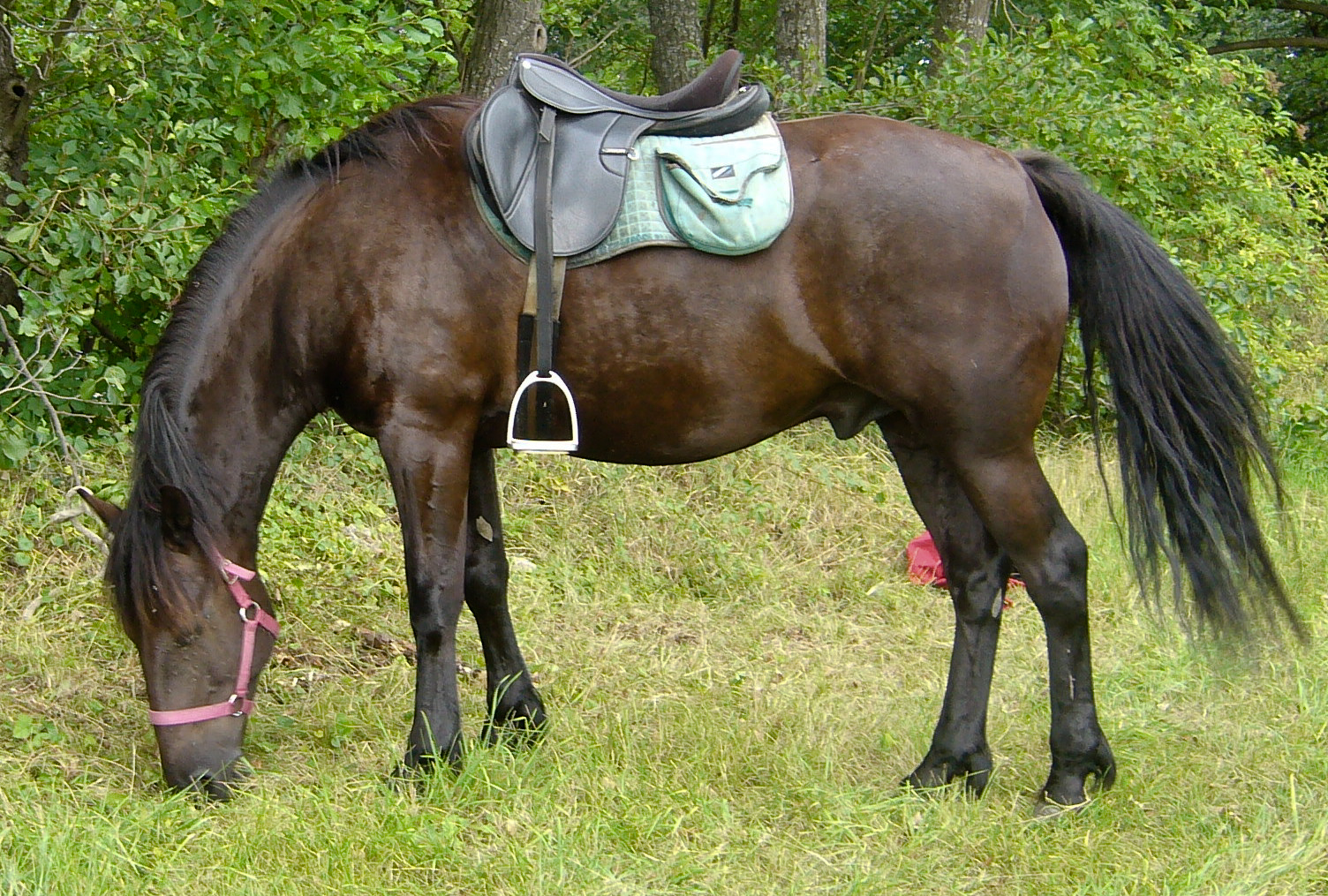 Auvergne Horse : History, Facts