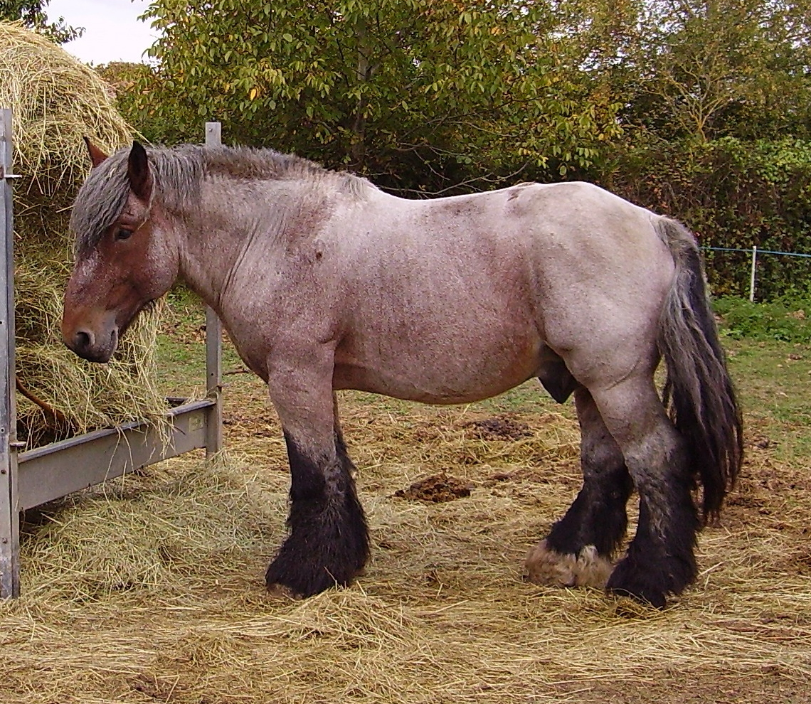 Auxois Horse : History, Facts