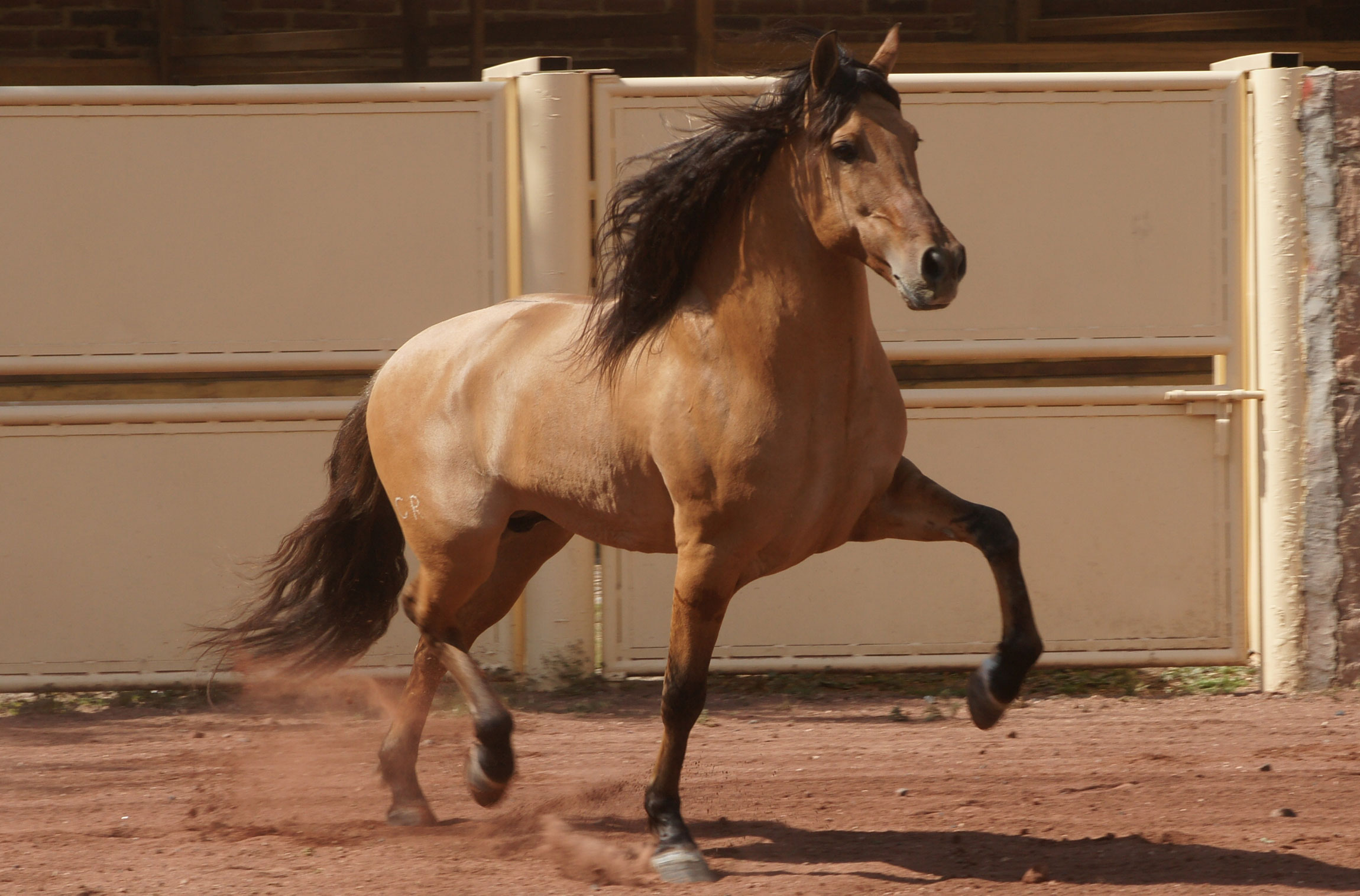 Azteca Horse : History, Facts