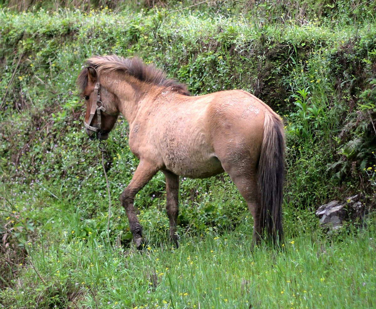 Baise Horse : History, Facts