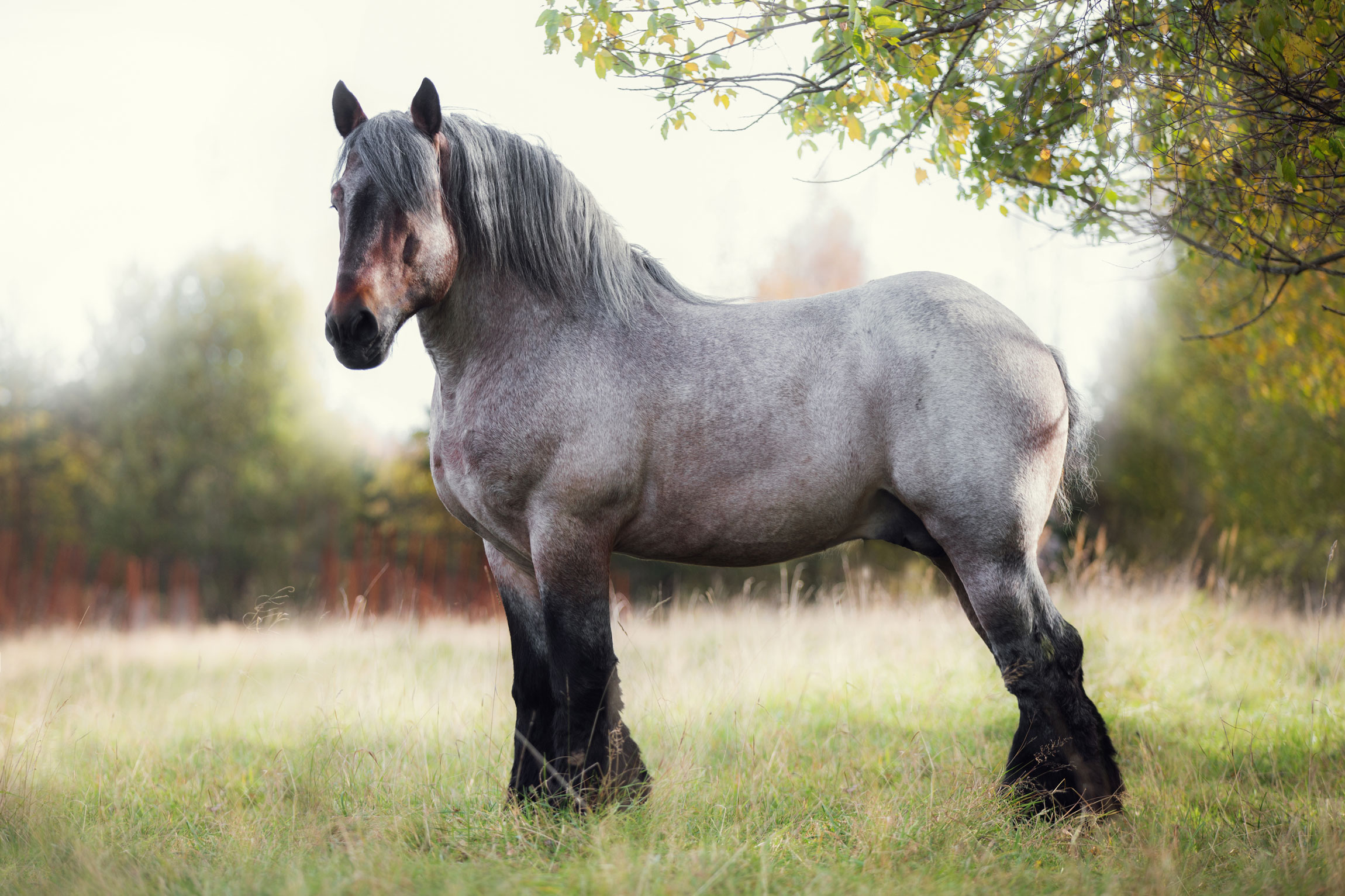 Bale Horse : History, Facts