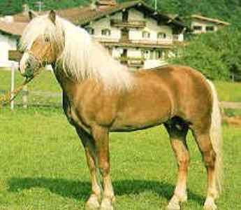 Balearic Horse: History, Facts