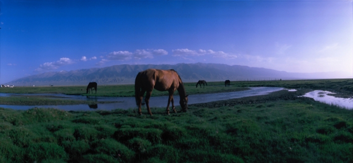 Balikun Horse : History, Facts